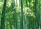 3160750-bambooooo[1]